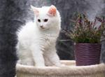 Kactus - Maine Coon Kitten For Sale - Brooklyn, NY, US