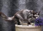 Georgia - Maine Coon Kitten For Sale - Brooklyn, NY, US