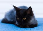 Halva - Maine Coon Kitten For Sale - Brooklyn, NY, US