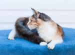 barbie - Maine Coon Kitten For Sale - Brooklyn, NY, US