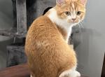 Phoenix Scottish Fold Red Bicolor Neutered Boy - Scottish Fold Kitten For Sale - 