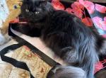 Misha - Persian Cat For Sale - Fort Worth, TX, US