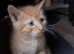 No name yet - Domestic Kitten For Sale - 