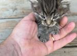 You get to name the kitten - Domestic Kitten For Sale - Agawam, MA, US