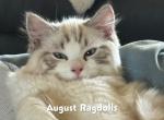 Romeo - Ragdoll Kitten For Sale/Service - 