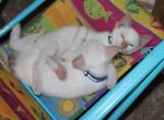 Siamese Mix baby - Domestic Kitten For Sale - Emory, TX, US