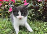 Needs a name - Domestic Kitten For Sale - 