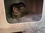 Kitten - Domestic Kitten For Sale - Agawam, MA, US