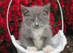 Roland - Domestic Kitten For Sale - Myerstown, PA, US