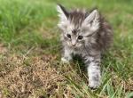 Marley - Maine Coon Kitten For Sale - 