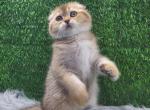 Cloudy - Scottish Fold Kitten For Sale - Gulf Breeze, FL, US