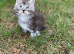 Pearl - Maine Coon Kitten For Sale - Bluffton, IN, US