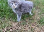 Mabel - Maine Coon Kitten For Sale - 