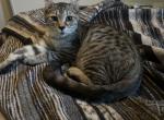 F3 - Highlander Kitten For Sale - 