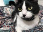 Jellybean - Domestic Cat For Adoption - Chino Hills, CA, US