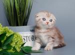 Scottish Fold chocolate marble - Scottish Fold Kitten For Sale - 