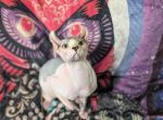 Cecil - Sphynx Cat For Sale - 