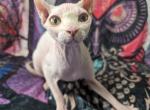 Azalea - Sphynx Cat For Sale - 