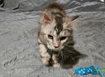 Polydactyl female Sale pending - Maine Coon Kitten For Sale - PA, US