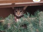 Hope for a new home - American Shorthair Kitten For Sale - IL, US