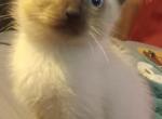 Polly's pitter - Siamese Kitten For Sale - Stillwater, OK, US