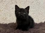 Luca - American Shorthair Kitten For Sale - Westfield, MA, US