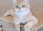 Alicia - British Shorthair Kitten For Sale - GA, US