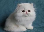 Solid white - Exotic Kitten For Sale - Plymouth, MN, US