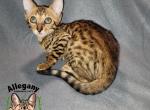 F6 Savannah Female Azula - Savannah Kitten For Sale - 