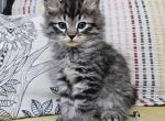 Storm - Siberian Kitten For Sale - Arnold, MO, US