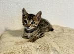 Dennis - Domestic Kitten For Adoption - Fresno, CA, US