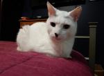 Bear with blue eyes - Domestic Cat For Adoption - West Warwick, RI, US