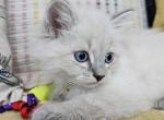 Fawn - Siberian Kitten For Sale - Arnold, MO, US