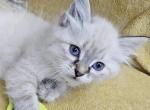 Rose - Siberian Kitten For Sale - Arnold, MO, US