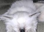 Petersons IV - Balinese Kitten For Sale - Richland, WA, US