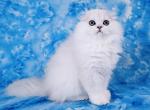 Lisa - Scottish Fold Kitten For Sale - 