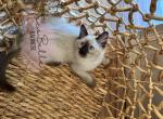 Casper - Balinese Kitten For Sale - 