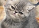 CFA BLUE TABBY - Exotic Kitten For Sale - CT, US