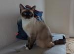 Siamese Female - Siamese Cat For Sale - Sarasota, FL, US