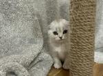 Coquette - Scottish Fold Kitten For Sale - 