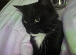 Mattheo - Domestic Cat For Adoption - Sioux City, IA, US