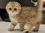 Male Scottish kitten - Scottish Fold Kitten For Sale - Egg Harbor Township, NJ, US