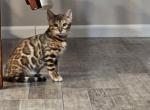 Whatever you like - Bengal Kitten For Sale - Hilliard, FL, US