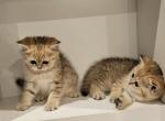 Candy litter - Scottish Straight Kitten For Sale - 