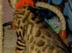 Big spots - Bengal Kitten For Sale - Des Moines, IA, US