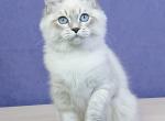 Yasmine - Siberian Kitten For Sale - Gurnee, IL, US