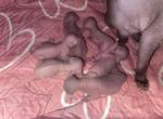 Raven kittens - Sphynx Kitten For Sale - 