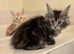 Maine Coon Kittens European - Maine Coon Kitten For Sale - Waynesboro, PA, US