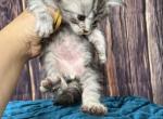 Silver striped male - Maine Coon Kitten For Sale - Jacksonville, FL, US