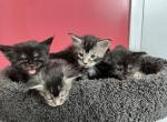 Mainecoon litter - Maine Coon Kitten For Sale - Jacksonville, FL, US